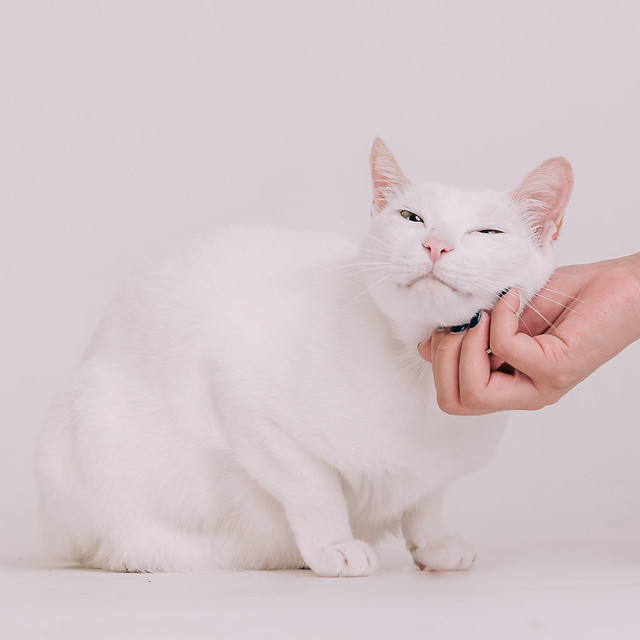 1090321cat4-030