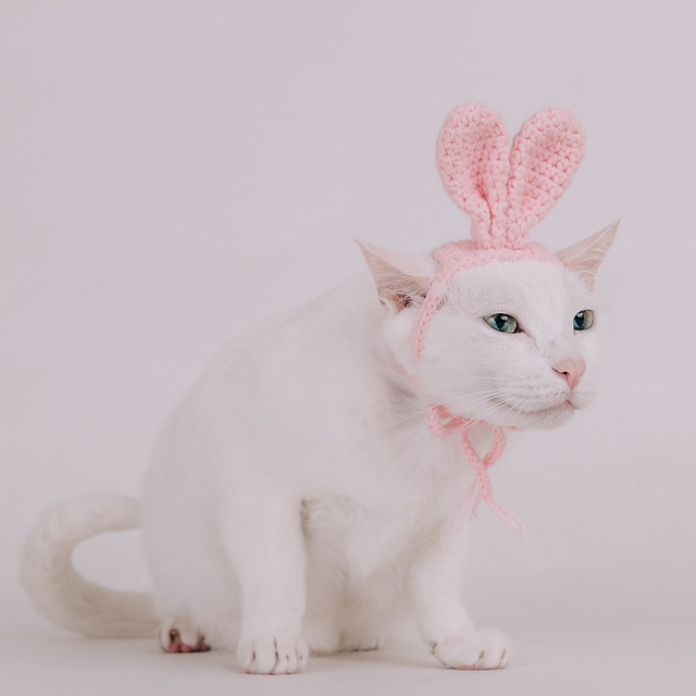 1090321cat4-037