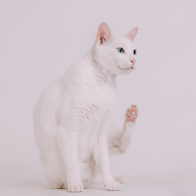 1090321cat4-029