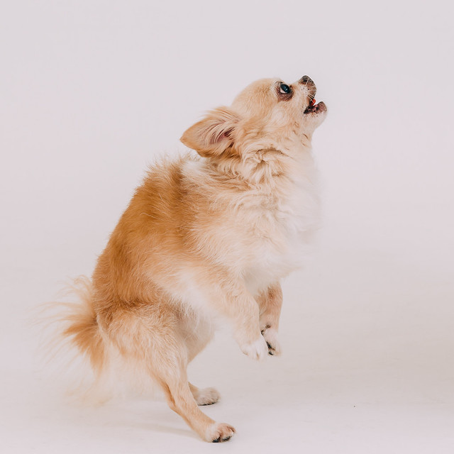 1090321dog7-011