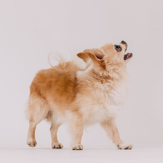 1090321dog7-000