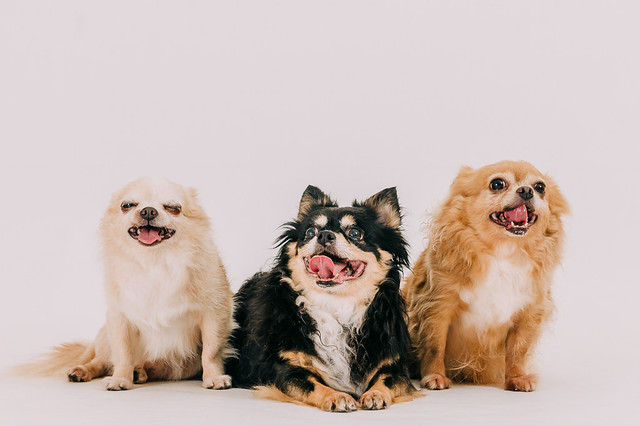 1090321dog8-013