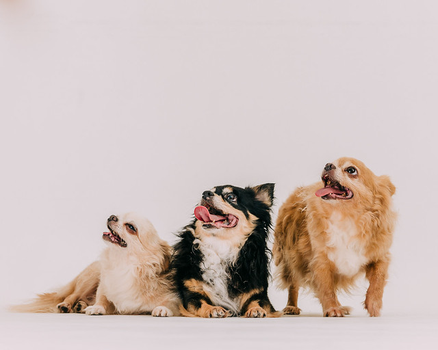 1090321dog8-012