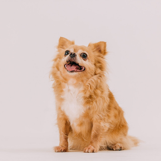 1090321dog8-003