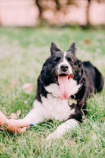 1090321dog9-009