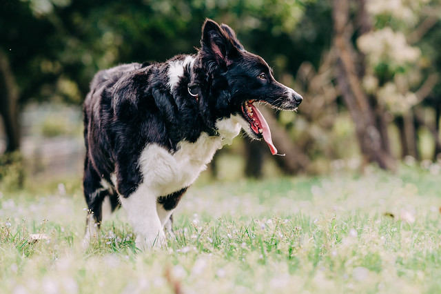 1090321dog9-004