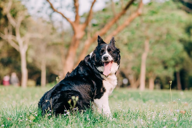 1090321dog9-003