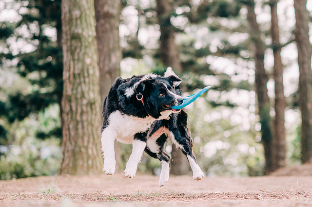 1090321dog9-001