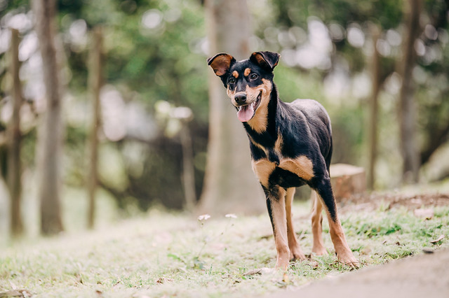 1090322dog1-007
