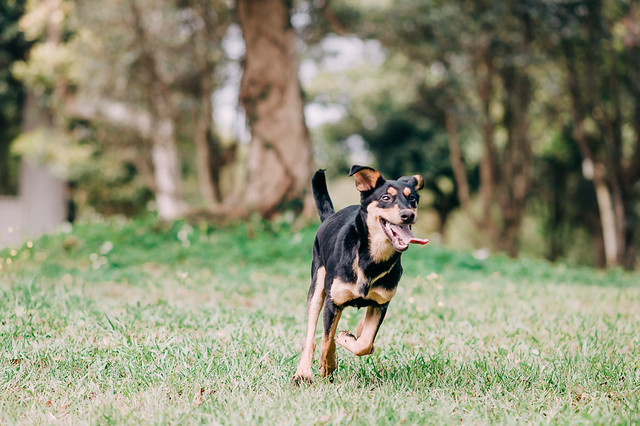 1090322dog1-008