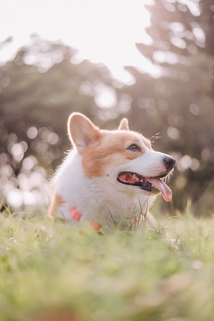 1090322DOG4-012