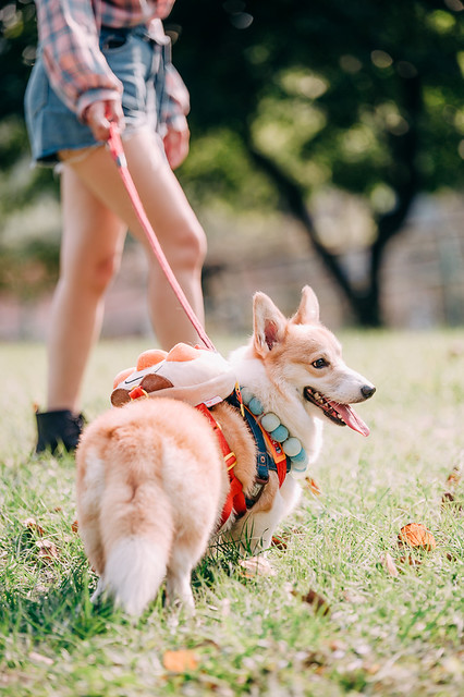 1090322DOG4-007