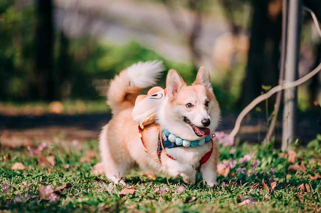1090322DOG4-009