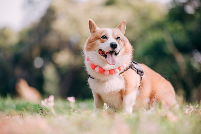 1090322DOG4-005