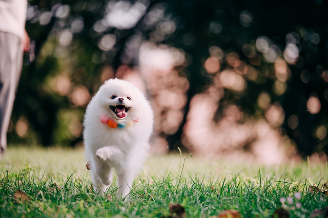 1090322DOG5-005