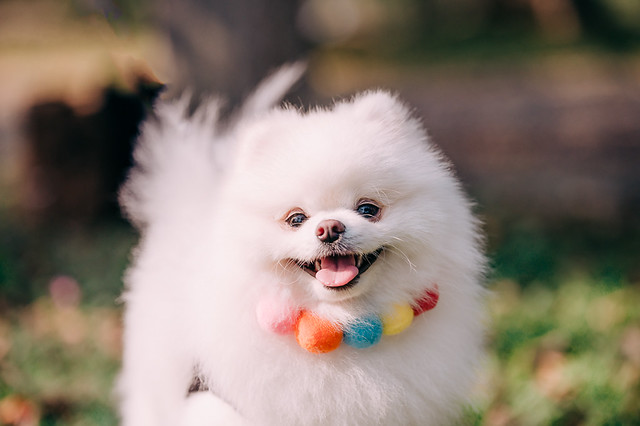 1090322DOG5-001