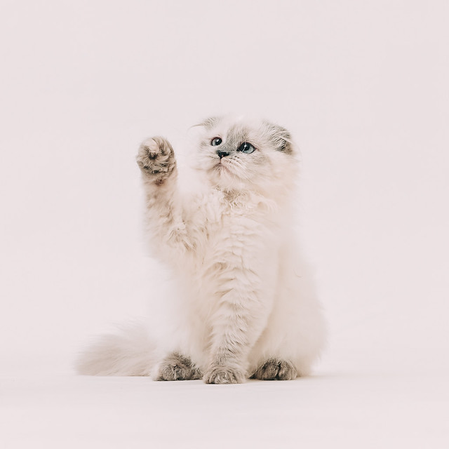 1090322CAT6-011