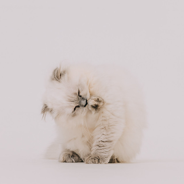 1090322CAT6-006