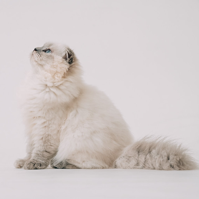1090322CAT6-002