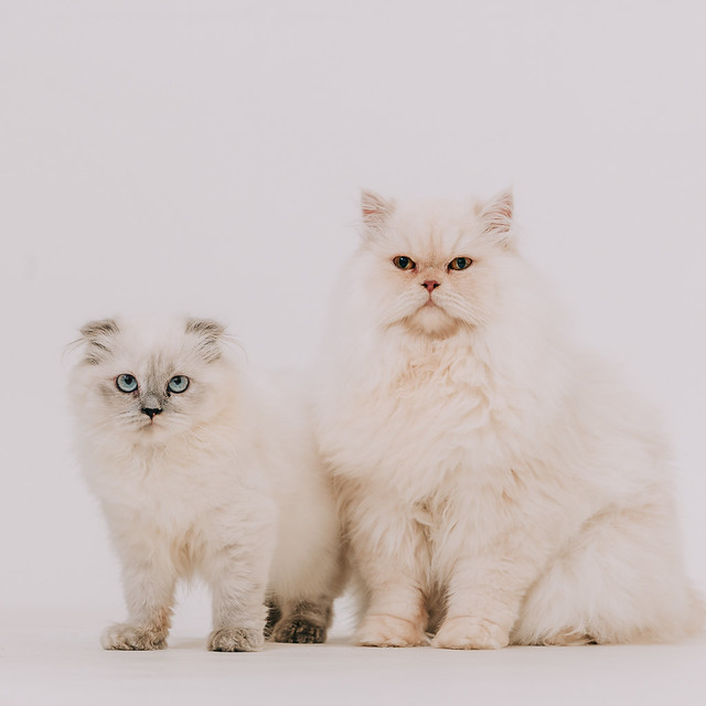 1090322cat7 (11)