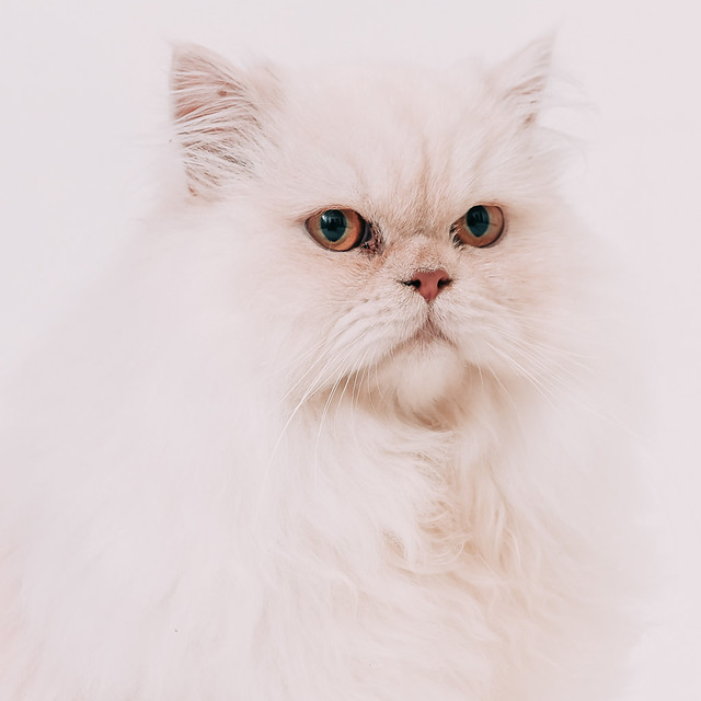 1090322cat7 (5)