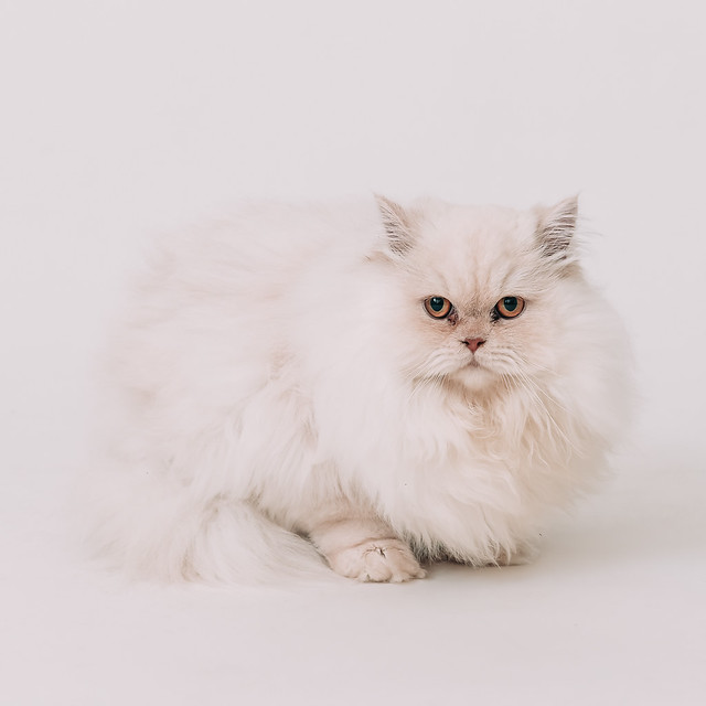 1090322cat7 (1)