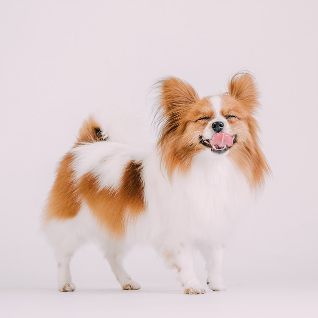 1090307DogPhoto2 (12)