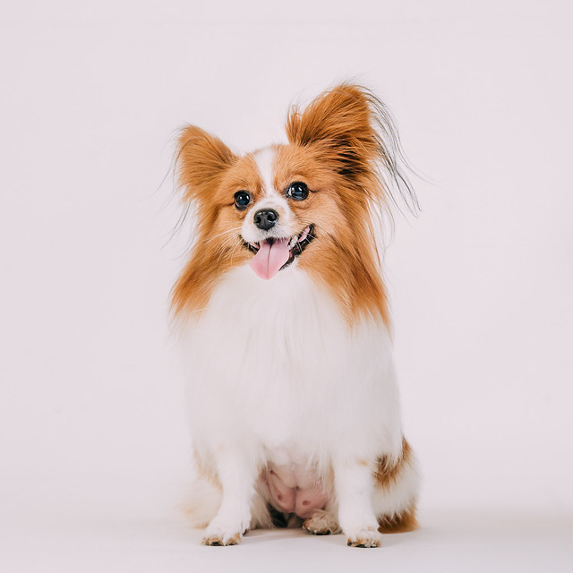 1090307DogPhoto2 (15)