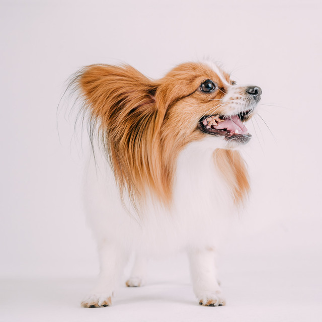 1090307DogPhoto2 (11)