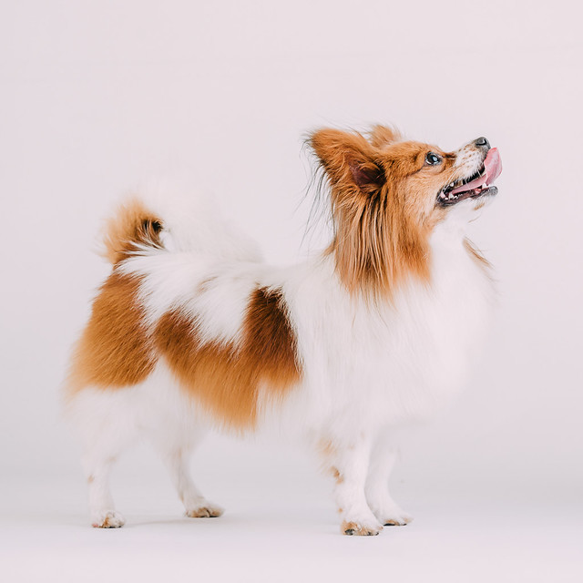 1090307DogPhoto2 (7)