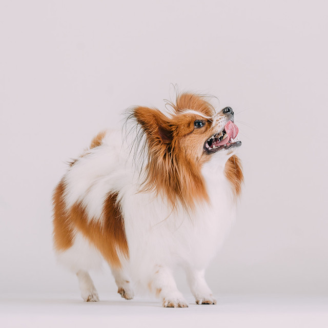 1090307DogPhoto2 (1)