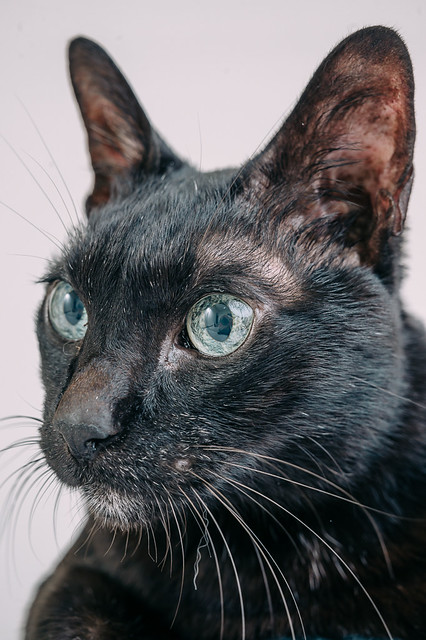 1090307CatPhoto6 (8)