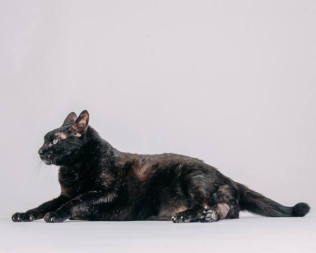 1090307CatPhoto6 (3)