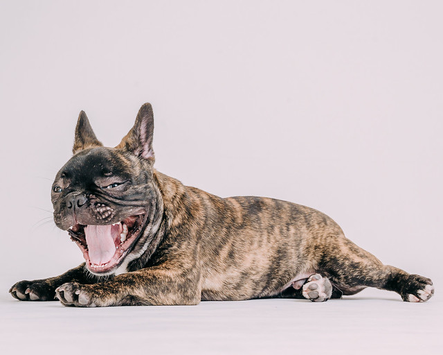 1090307DogPhoto8 (14)