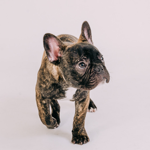 1090307DogPhoto8 (10)