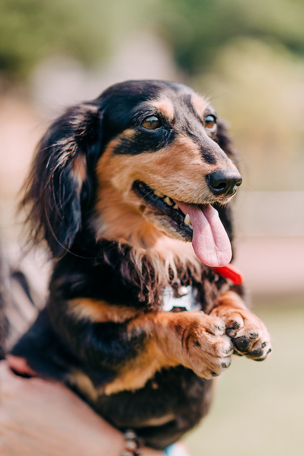 1090321DogPhoto1 (14)