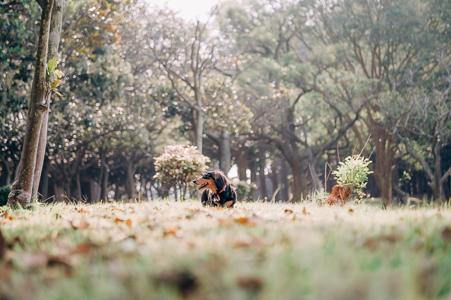 1090321DogPhoto1 (7)