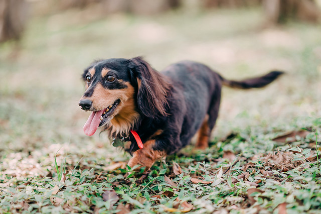 1090321DogPhoto1 (10)