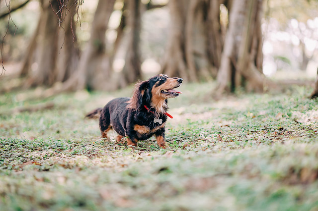 1090321DogPhoto1 (8)