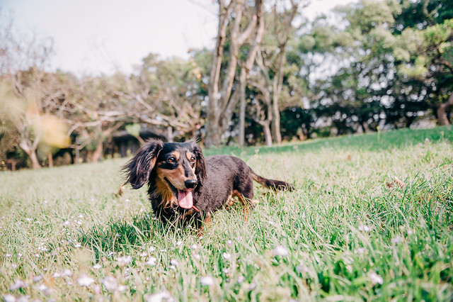 1090321DogPhoto1 (6)