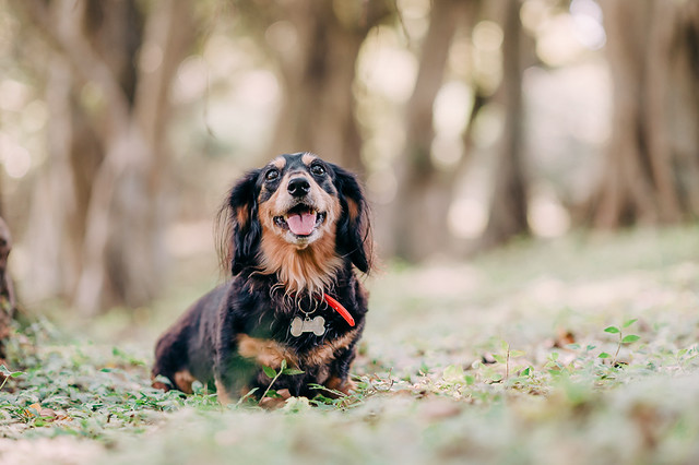 1090321DogPhoto1 (4)