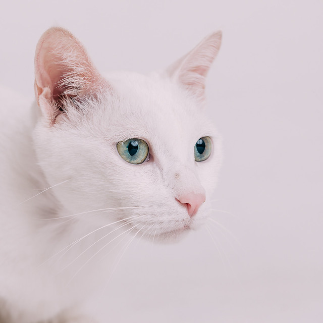 1090321cat4-031