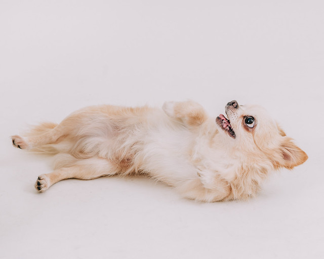 1090321dog7-004