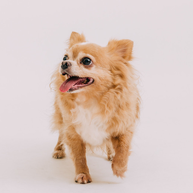 1090321dog8-011