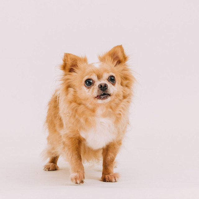 1090321dog8-004