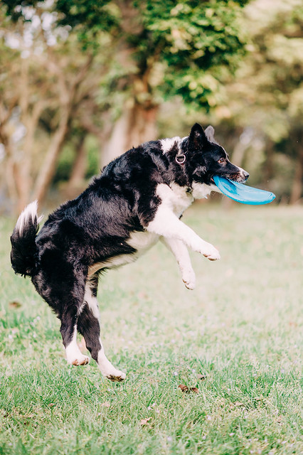 1090321dog9-008
