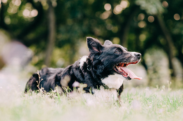 1090321dog9-005
