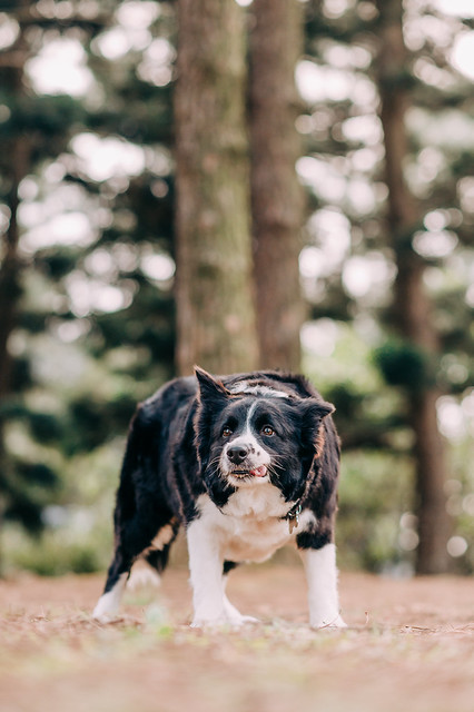 1090321dog9-000
