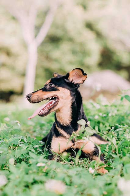 1090322dog1-010