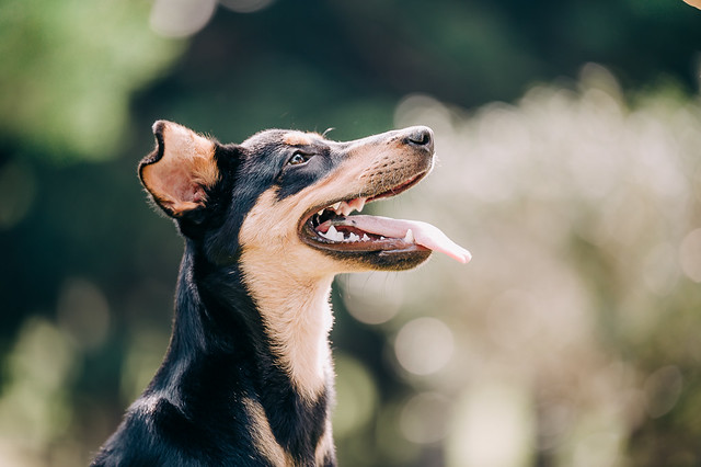 1090322dog1-000